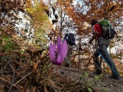 12 Qulache ciclamino resiste ad autunno inoltrato